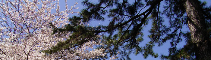 ���ƍ��Ɛ��